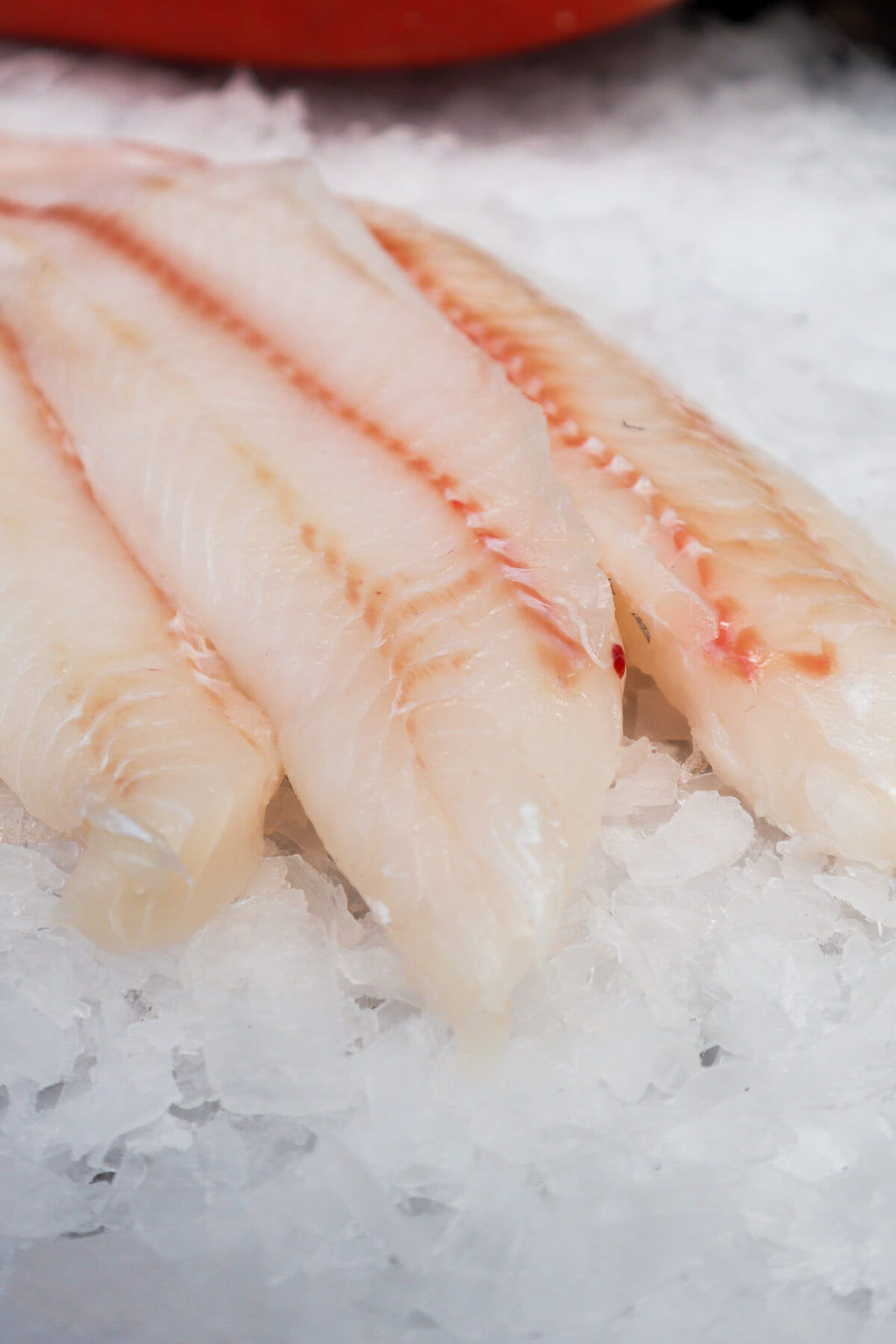 Blue Rockfish - Sebastes Mystinus