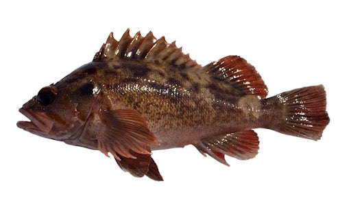 Brown Rockfish - (Sebastes Auriculatus)