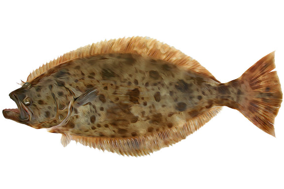 California Halibut - (Paralichthys Californicus)