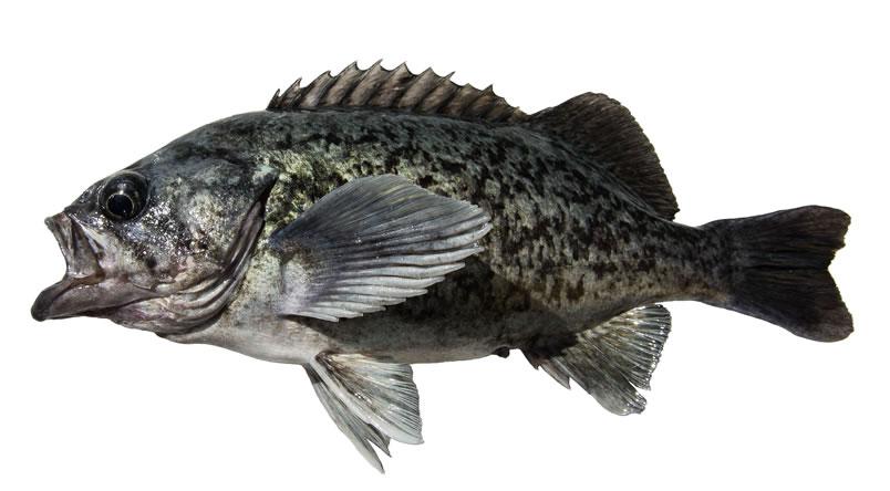 Blue Rockfish - Sebastes Mystinus